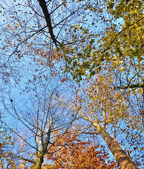 debeukelaer-keksmoment-unterwegs-blick-nach-oben DeBeukelaer Keksmoment unterwegs im Herbst